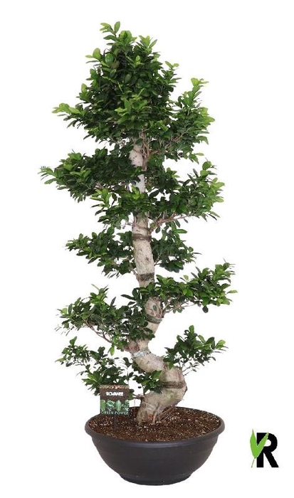 Ficus Mi Ginseng etiketten Etage