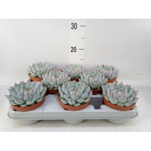 Echeveria   ...