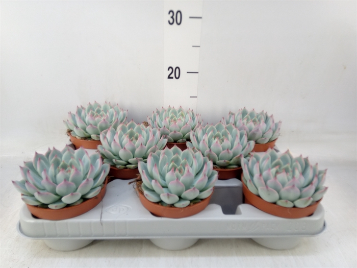 <h4>Echeveria   ...</h4>