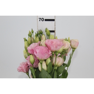 LISIANTHUS CEREMONY PEACH ROSA 050 CM