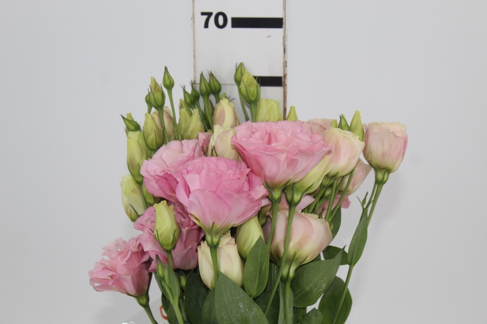 <h4>LISIANTHUS CEREMONY PEACH ROSA 050 CM</h4>