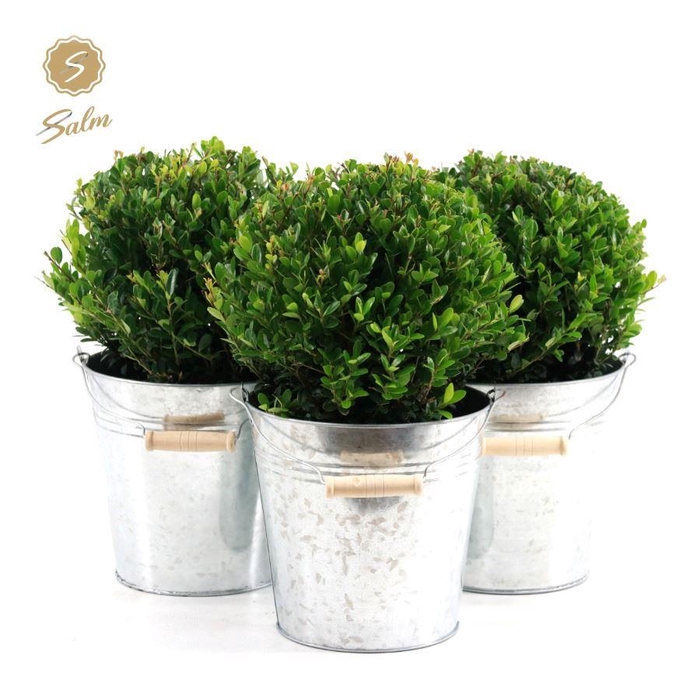 <h4>Ilex crenata 'Jenny'® Ball Ø20cm P17 in Zinc Old-Look</h4>