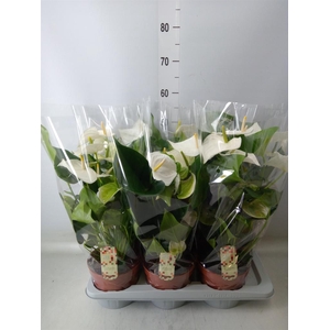 Anthurium andr. 'Alpine'