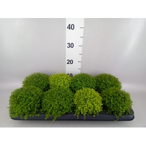 Soleirolia soleirolii   ...mix 2