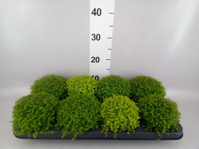 <h4>Soleirolia soleirolii ...mix 2</h4>
