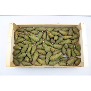 Pinecone Dennenappel Long X60