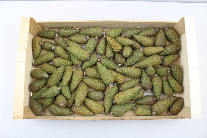 <h4>Pinecone Dennenappel Long X60</h4>
