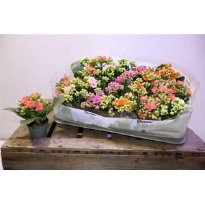 arr8 Kal Ge Rf Gem 5 Kl