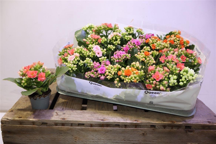 <h4>arr8 Kal Ge Rf Gem 5 Kl</h4>