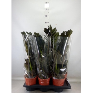 Zamioculcas zamiifolia 'Dowon'