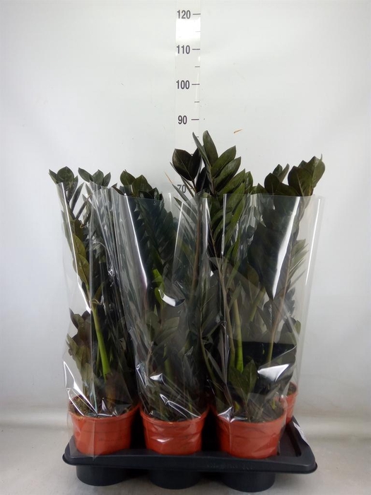 <h4>Zamioculcas zamiifolia 'Dowon'</h4>