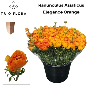 RAN EL ORANGE Aqua Box