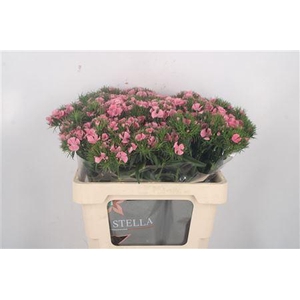 Di Barb Breanthus Earl Pale Pink.