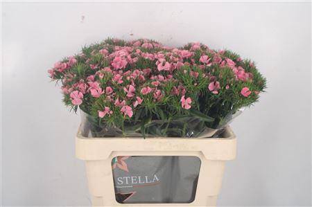 <h4>Di Barb Breanthus Earl Pale Pink.</h4>