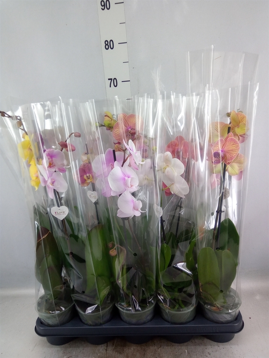 <h4>Phalaenopsis   ...</h4>