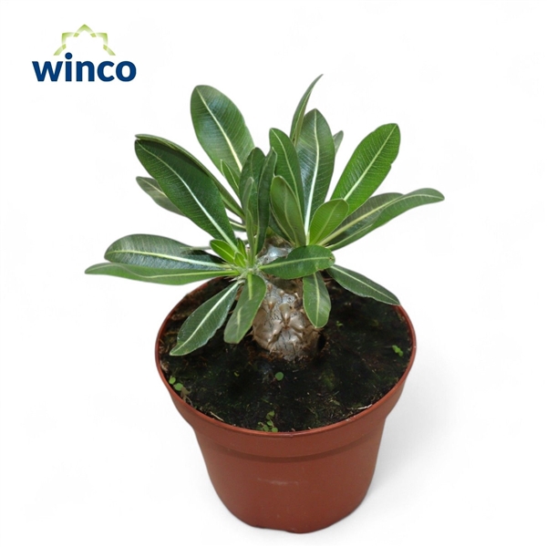 <h4>Pachypodium Densiflorum</h4>