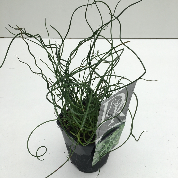 <h4>Juncus 'Spiralis'</h4>