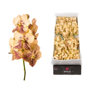 Vanda 20 tak Yellow henna