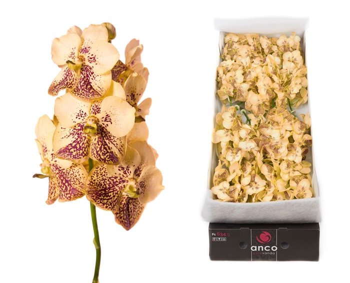 <h4>Vanda 20 tak Yellow henna</h4>