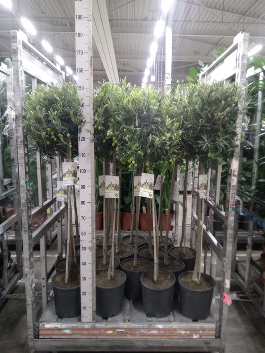 <h4>Olea europaea</h4>