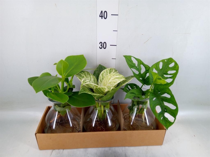 <h4>Planten  ..mix</h4>