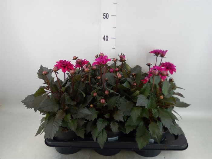 <h4>Dahlia  'Dahlinova Tempt Purple'</h4>