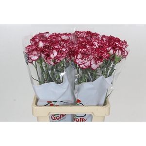 Dianthus St Bacarat
