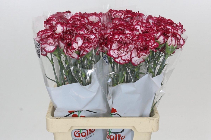 <h4>Dianthus St Bacarat</h4>