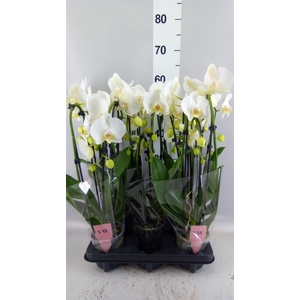Phalaenopsis  'Elegant Cascade'