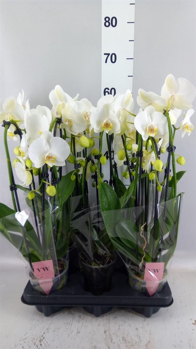 <h4>Phalaenopsis  'Elegant Cascade'</h4>