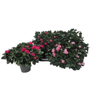 RHODO SI GEM