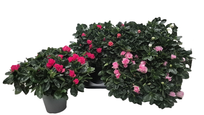 <h4>RHODO SI GEM</h4>