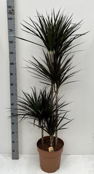 <h4>DRA MARG MAGENTA</h4>