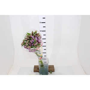 ALSTROEMERIA PLATINA 080 CM