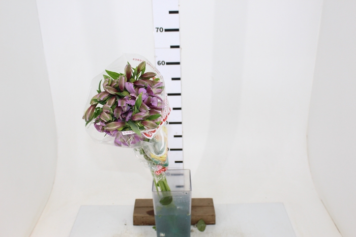 ALSTROEMERIA PLATINA 080 CM