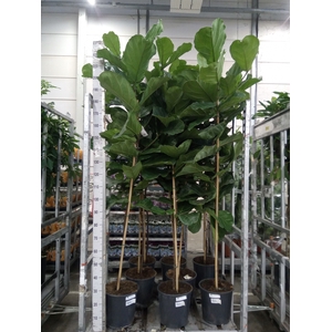 Ficus lyrata