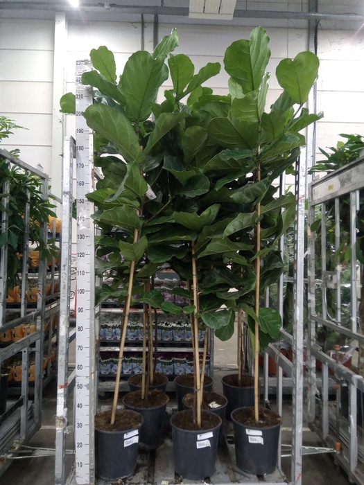 <h4>Ficus lyrata</h4>