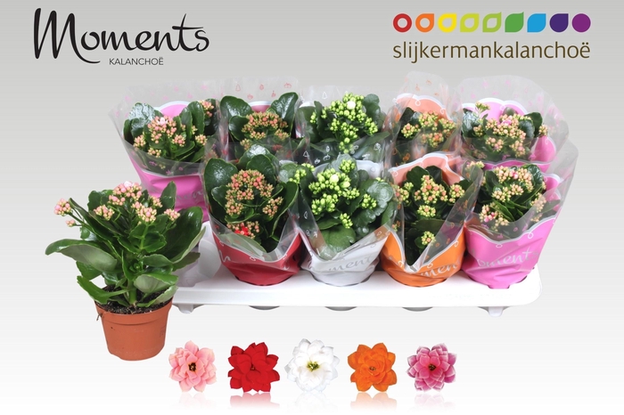 <h4>KAL GE GEM 5 KL</h4>