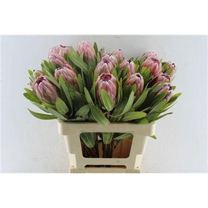 PROTEA PINK ICE