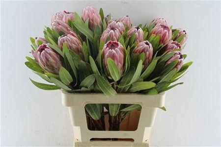 <h4>PROTEA PINK ICE</h4>
