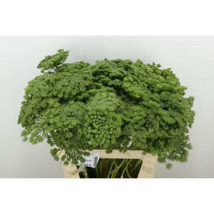 Ammi Visnaga Green Mist