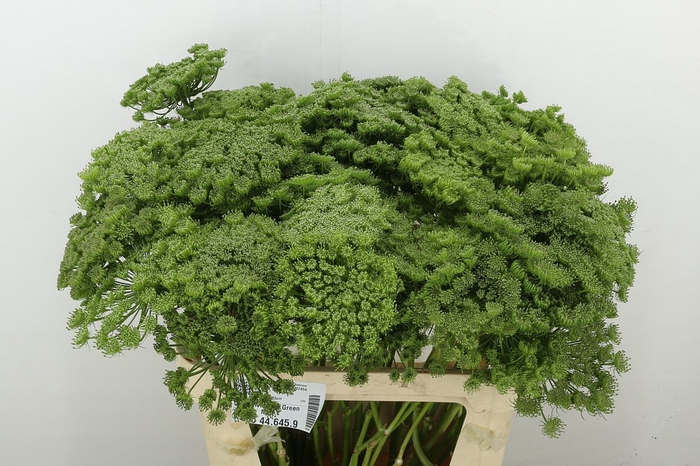 Ammi Visnaga Green Mist