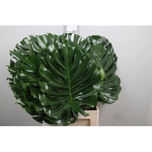Monstera Blad 55cm