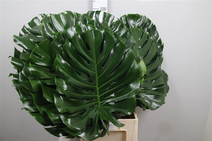 <h4>Monstera Blad 55cm</h4>