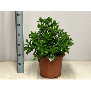 CRASS OVATA