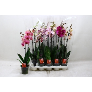 PHAL GEM 7 KL