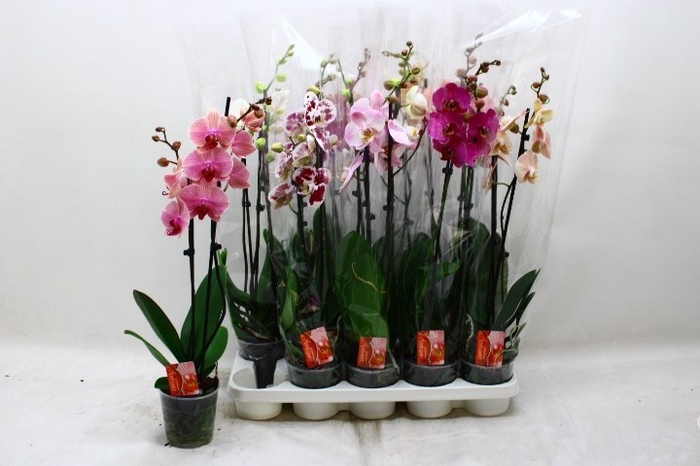 <h4>PHAL GEM 7 KL</h4>