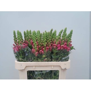 ANTIR AVIGNON ROSE