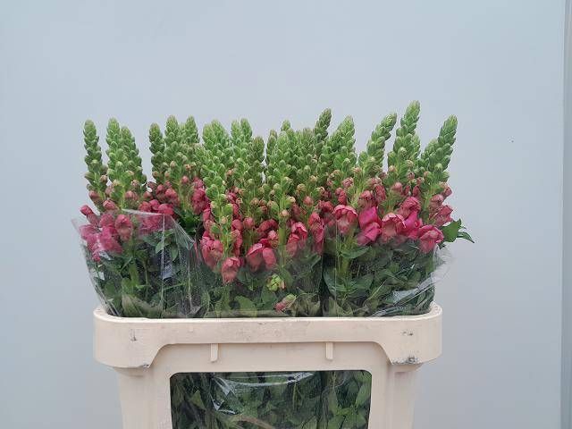 <h4>ANTIR AVIGNON ROSE</h4>