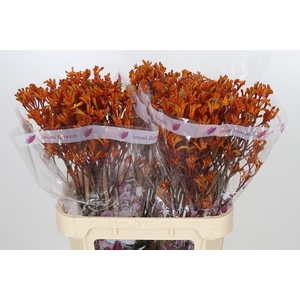 Anigozanthos Orange